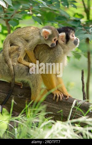 Black-headed squirrel monkey, female with young, black-capped squirrel monkey (Saimiri boliviensis), Bolivian squirrel monkey Stock Photo