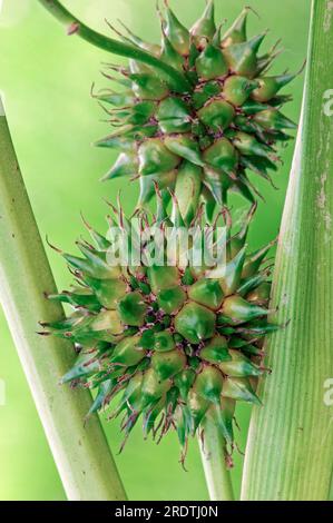Branched Burdock, simplestem bur-reed (Sparganium erectum), Sparganiaceae, Germany Stock Photo