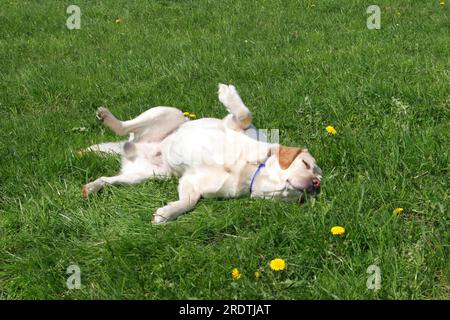 Labrador retriever rolls in meadow, rolling Stock Photo