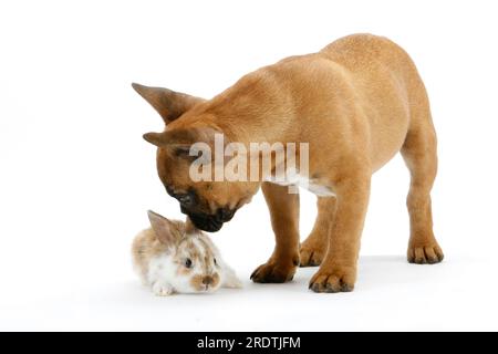 French bulldog, puppy, and domestic rabbit, kitten Stock Photo