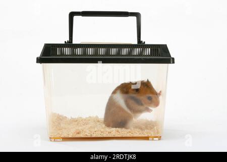 Golden hamster (Mesocricetus auratus) in box Stock Photo