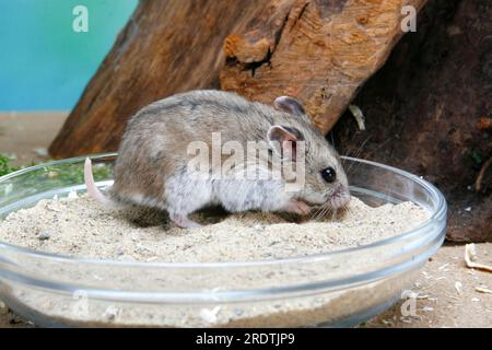 Chinese hamster (Cricetulus griseus) in shell with sand, Chinese striped hamster (Cricetulus barabensis), Chinese striped hamster dwarf hamster Stock Photo
