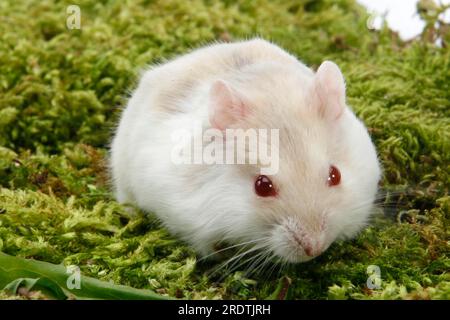 Dwarf Oldest Living Hamster Syrian Friendliest Dwarf Hamster Breed
