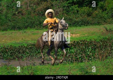 Cattle herder, Pantanal, Brazil, Cowboy, Vaqueiro Stock Photo