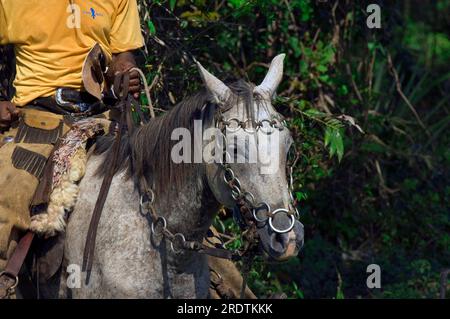 Cattle herder on horseback, Pantanal, Brazil, cowboy, vaqueiro, bridle Stock Photo