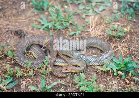 Large Whip Snake, Bulgaria (Coluber jugularis) Stock Photo