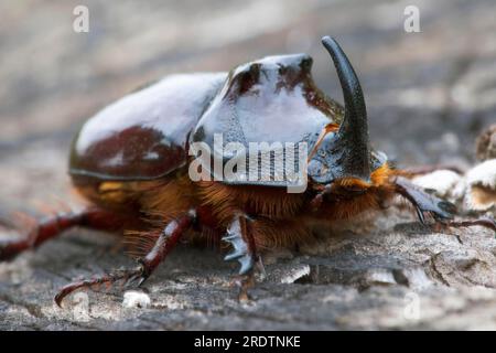 European rhinoceros beetle (Oryctes nasicornis), male, Bulgaria Stock Photo