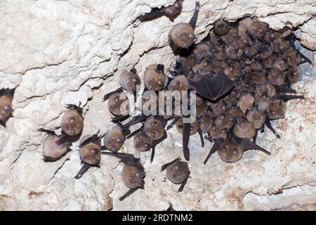 Mediterranean horseshoe bat (Rhinolophus euryale) at roost, Mediterranean horseshoe bat, Bulgaria Stock Photo