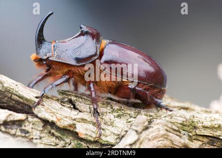 European rhinoceros beetle (Oryctes nasicornis), male, lateral, Bulgaria Stock Photo