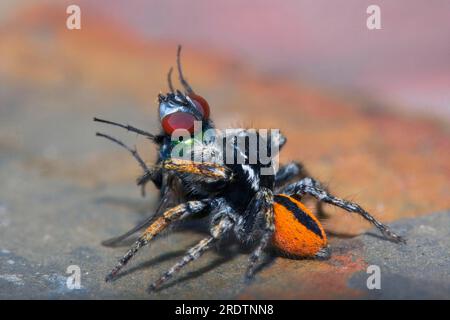 Jumping Gold eyes jumping spider (Philaeus chrysops), Bulgaria Stock Photo