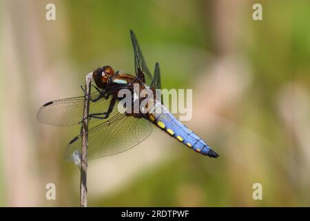 Male broad Boddied Chaser Dragonfly holding onto a reed , County Durham, England, UK. Stock Photo