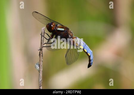 Male broad Boddied Chaser Dragonfly holding onto a reed , County Durham, England, UK. Stock Photo