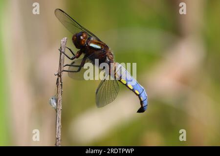 Male broad Boddied Chaser Dragonfly holding onto a reed , County Durham, England, UK. Stock Photo