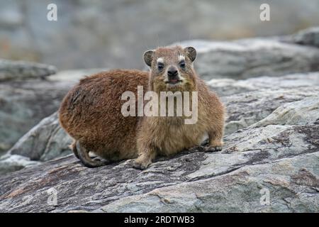 rock hyrax, p Stock Photo