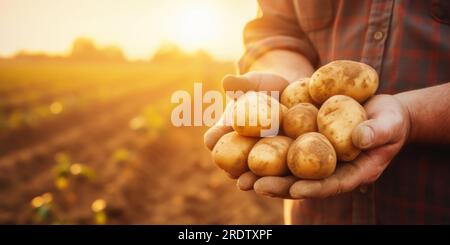 close up of farmer holding potatoes in hands on harvest field background at sunset. banner with copy space Stock Photo