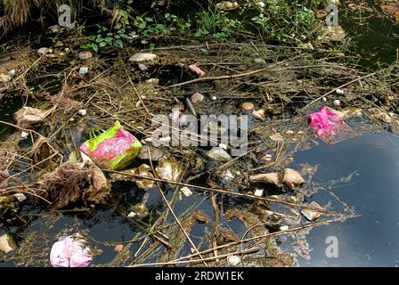 Dead fish along the banks of the River Noyyal, following mass death of fish owing to discharge of dyeing unit effluents into the River. Coimbatore Stock Photo