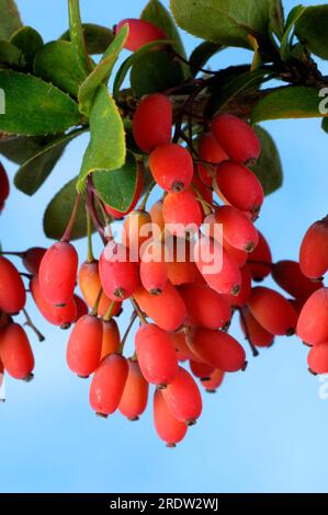 Barberry berries, sour thorn, vinegar berry (Berberis vulgaris), tridentine, sour thorn plants (Berberidaceae) Stock Photo