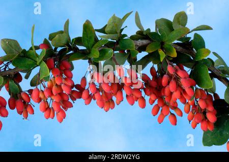 Barberry berries, sour thorn, vinegar berry (Berberis vulgaris), tridentine, sour thorn plants (Berberidaceae) Stock Photo