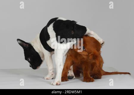 French Bulldog and Cavalier King Charles Spaniel, Puppies, 3 months, French Bulldog Stock Photo