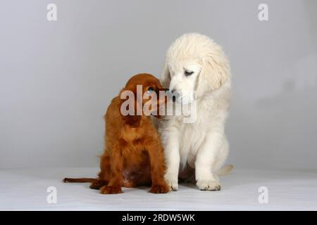 Cavalier golden best sale retriever puppies