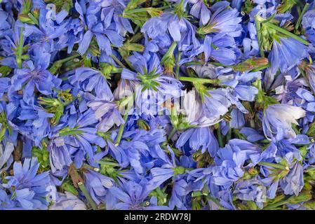 Chicory flowers, Cichorium intybus, to dry Stock Photo
