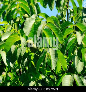 Green walnuts ripening on a tree against blue sky.. Stock Photo