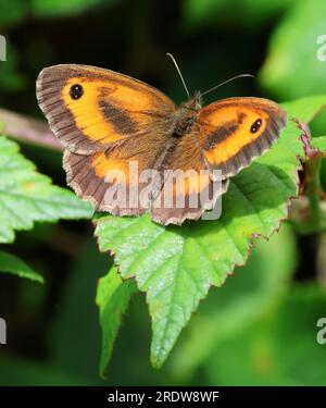 A Gatekeeper butterfly (Pyronia tithonus)in the Cotswold Hills Gloucestershire UK Stock Photo