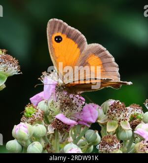 A Gatekeeper butterfly (Pyronia tithonus)in the Cotswold Hills Gloucestershire UK Stock Photo