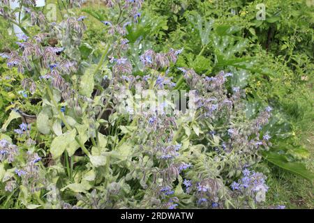 Prolific growth of Borage Officinalis in early Summer on British allotment Stock Photo