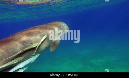 Dugong (dugong dugon) or seacow in the Red Sea. Dugong. Baby dugong from the bay of Marsa Mubarak . Stock Photo