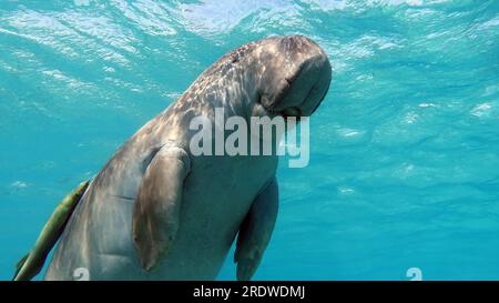 Dugong (dugong dugon) or seacow in the Red Sea. Dugong. Baby dugong from the bay of Marsa Mubarak . Stock Photo