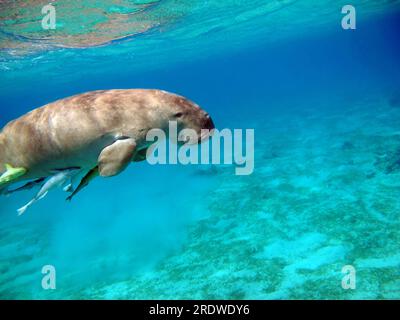 Dugong (dugong dugon) or seacow in the Red Sea. Dugong. Baby dugong from the bay of Marsa Mubarak . Stock Photo