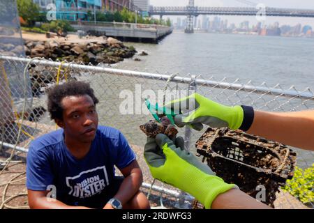 Measuring oyster growth at a Billion Oyster Project research station on the East River in New York City, July 15, 2023. Stock Photo