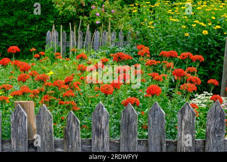 Behind a simple wooden plank garden fence, outside in nature, many red flowers grow. Beautiful environment. Stock Photo