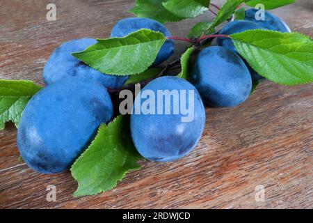 Healthy, chemically-free plums with leaves on a wooden table Stock Photo