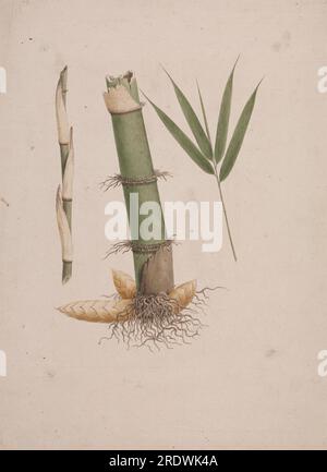 Arundinaria alpina K. Schum. (African Bamboo): finished drawing of ...