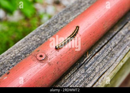 Close up of tiny Eastern Tent Caterpillar on red metal pipe near screw Stock Photo