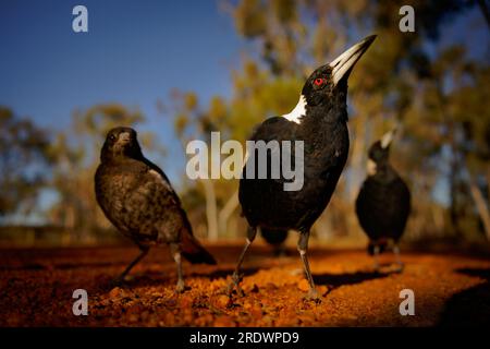 Australian magpie Gymnorhina tibicen black and white passerine bird native to Australia and southern New Guinea, member of Artamidae, flock or family Stock Photo