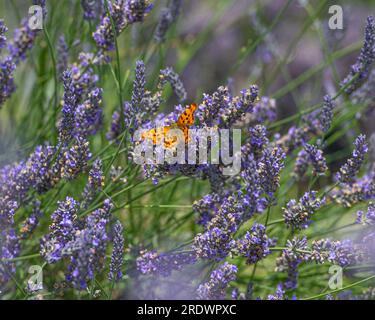 Comma butterfly on lavender Stock Photo