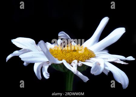 Hoverfly eating the nectar from the top of a Leucanthemum Snow Lady 'Shasta Daisy' Stock Photo