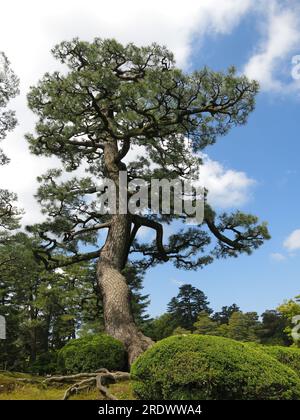 A towering ancient pine tree, with raised roots above the ground is one of the famous landmarks at Kenrokuen, one of the great three gardens of Japan. Stock Photo