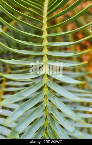 Long leaf with long thin spikes for tropical plant vertical Stock Photo