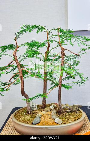 Bald Cypress Bonsai Tree in tiny clay pot with rock path and toy alligator Stock Photo