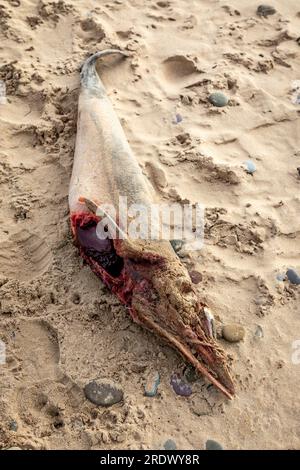 A Dead Harbour Porpoise washed up on Freshwater West beach, Pembrokeshire, Wales, UK Stock Photo