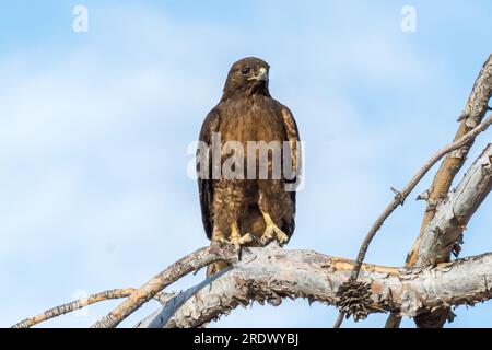 A dark morph red-tailed hawk (Buteo jamaicensis) sits on a branch searching for prey. Stock Photo