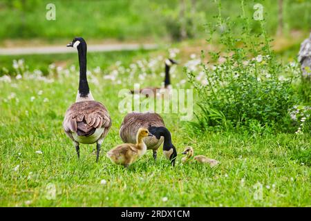Canadian geese parents with two baby geese goslings in green field with distant goose Stock Photo