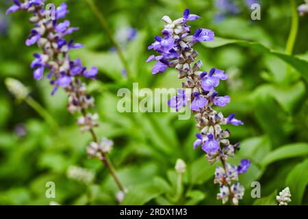 Salvia Farinacea the common sage or purple Nettleleaf Sage and also Nettle leaf Sage in bloom Stock Photo