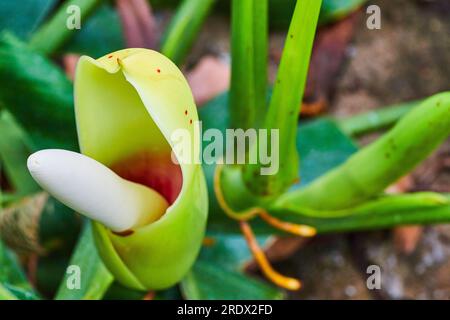 Australian Philodendron Crassinervium the fruit salad tree horizontal view close up Stock Photo