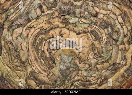 Gnarled Cypress tree stump pattern from directly above. Textured rough wood abstract with aging colors. Stock Photo