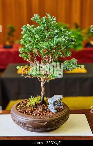 Cypress bonsai tree in tiny artistic carved clay pot with small red and black pebbles and statue Stock Photo